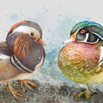 My project for course: Artistic Watercolor Techniques for Illustrating Birds. Traditional illustration, Watercolor Painting, Realistic Drawing, and Naturalistic Illustration project by sharonrevans - 12.13.2023