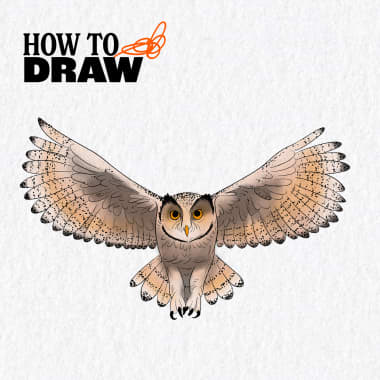 Free Tutorial: How to Draw an Owl 