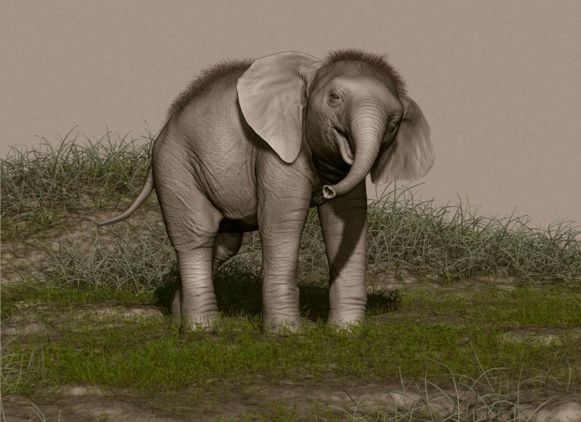 Elefante adolescente 3
