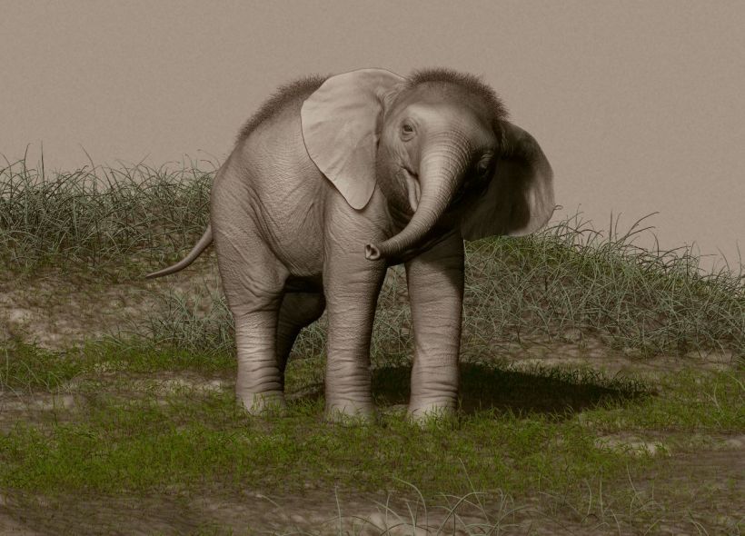 Elefante adolescente 0
